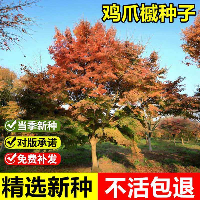 当年新采鸡爪槭种子红槭树枫叶鸡爪枫落叶小乔木园林绿化树种籽