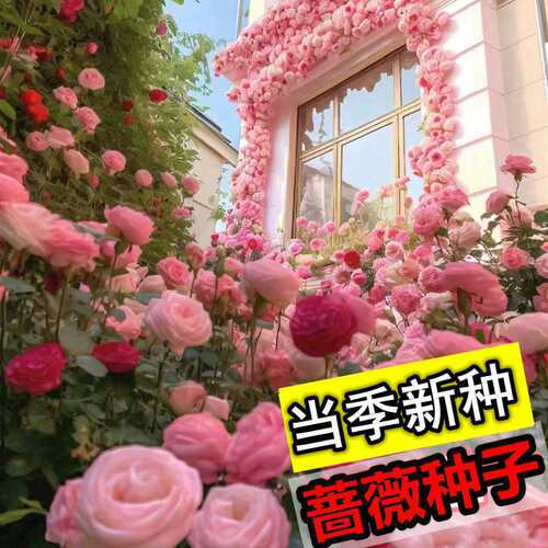 蔷薇花种子四季播种大花蔷薇爬藤月季花种子爬藤攀援植物花卉种子