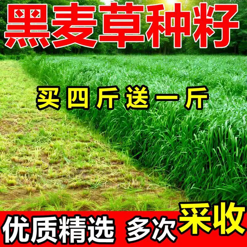 黑麦草种籽春秋易种多年生牧草种