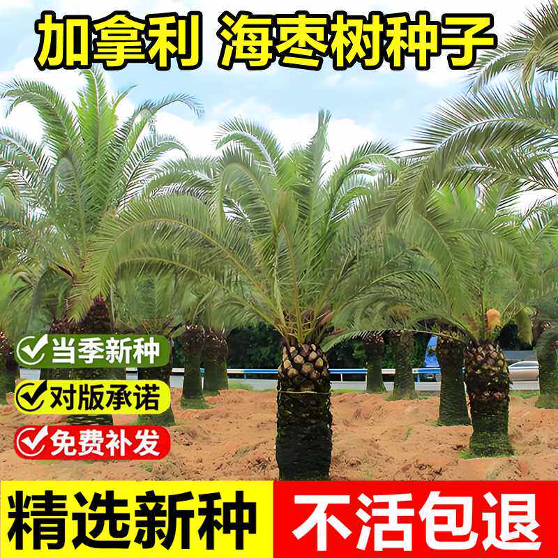 当年新采海枣种子枣椰子波斯枣加拿利番枣伊拉克枣绿化观赏树种籽