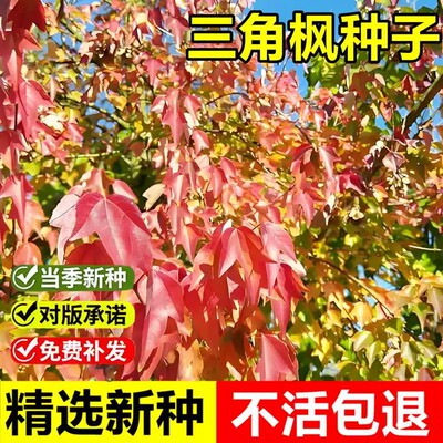 三角枫种子三角槭落叶乔木