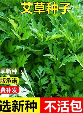 艾草种子艾蒿蕲艾食用青团室外田园庭院盆栽易种植驱蚊艾草种籽
