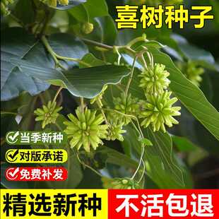 当年新采喜树种子旱莲千丈树室外庭院公园景观绿化落叶乔木树种籽