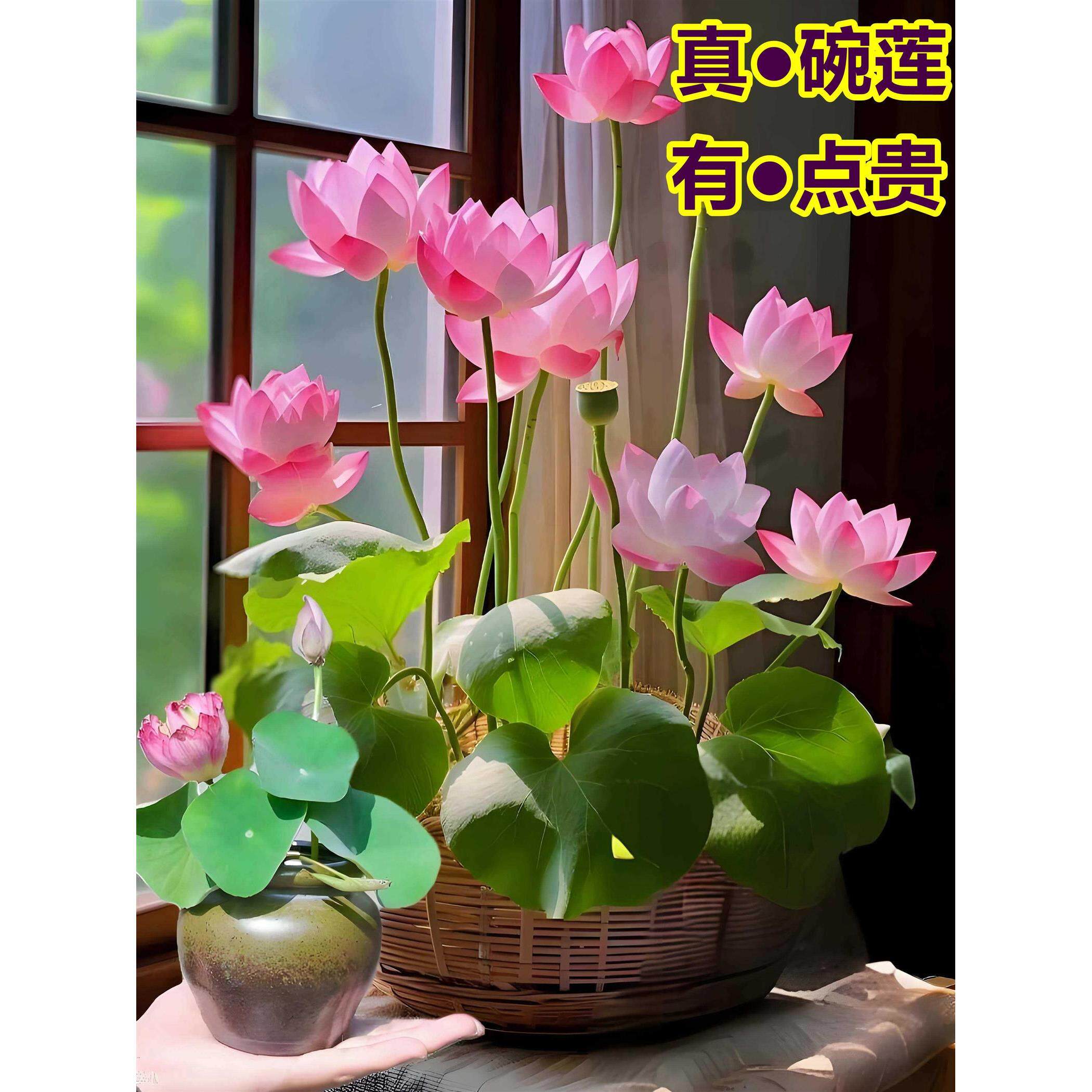 碗莲种子真碗莲小型荷花室外盆栽家庭园艺种子