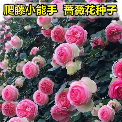 蔷薇花种子四季耐寒月季蔷薇花种籽易活室内室外阳台盆栽花卉种孑