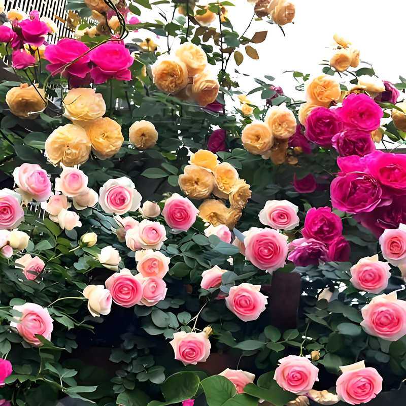 爬藤月季花种子爬墙造型大花耐寒耐旱室外大棚四季开花植物花种子