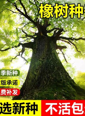 当年新采橡树种子栎树麻栎青冈栎青杠树园林观赏落叶乔木行道树籽