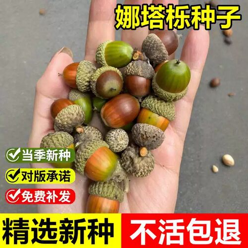 娜塔栎种子德州栎纳塔栎红橡树