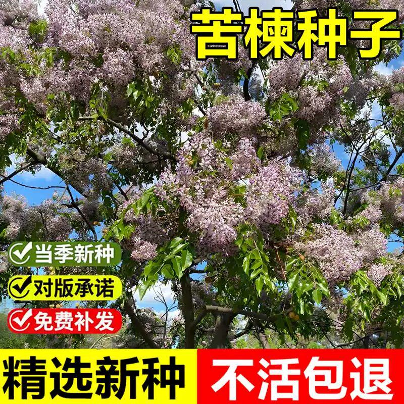 苦楝树种子楝树紫花树落叶乔木
