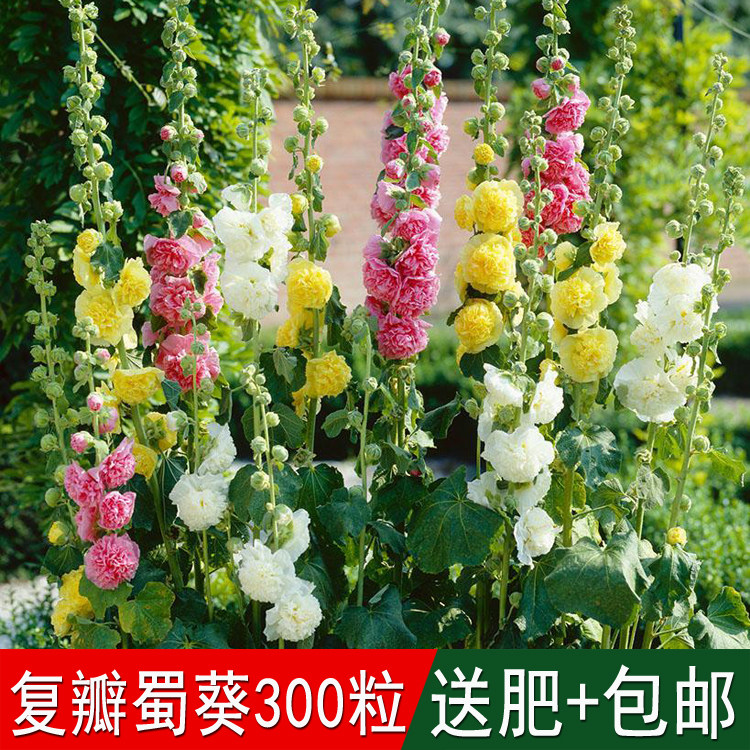 庭院路道四季花海花草籽複瓣混色蜀葵種子壹丈紅花觀賞花卉鬥蓬花在類目 鮮花速遞/花卉仿真/綠植園藝, 花卉/蔬果/草坪種子（新）, 家庭園藝種子中 - 來自Buy2taobao.com提供專業的淘寶代購服務