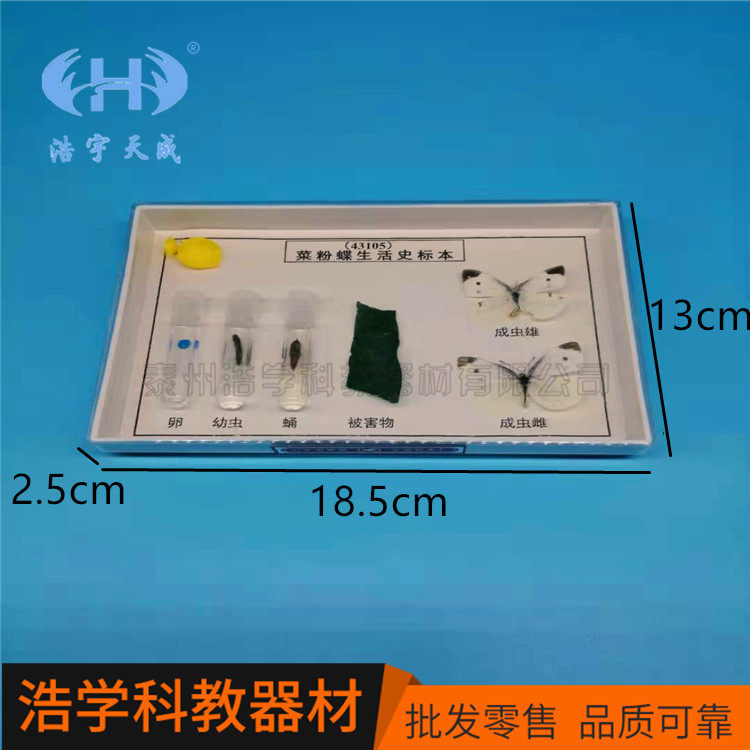 菜粉蝶生活史标本 J43105 中小学教学科普器材 教学仪器,文具电教/文化用品/商务用品,教学仪器/实验器材,淘宝优惠券,粉丝福利购,淘宝优惠卷