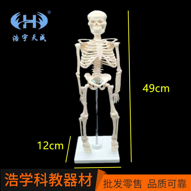 儿童骨骼模型49cm 小学科学 中学生物教学仪器,文具电教/文化用品/商务用品,教学仪器/实验器材,淘宝优惠券,粉丝福利购,淘宝优惠卷