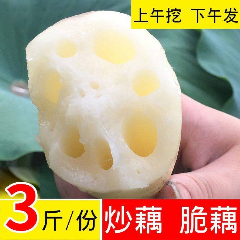 洪湖脆藕新鲜莲藕洪湖特产野生藕