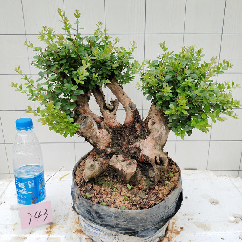 赤楠树桩盆景熟桩小叶红芽三叶轮生古桩黄杨室内花卉庭院绿植盆栽