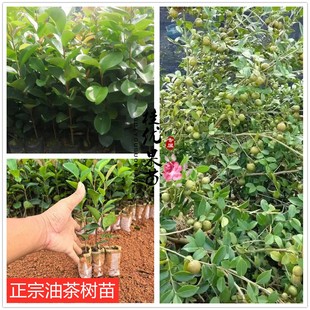 广西正宗高产茶子树苗白花油茶软枝油茶营养袋杯原生苗实生苗包邮