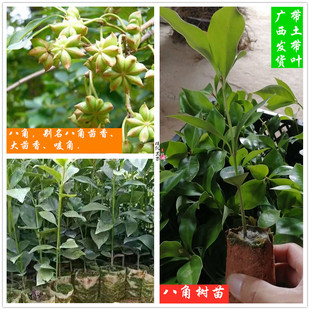 广西正宗嫁接大红八角茴香大茴香唛角八角香料树苗营养袋苗高产