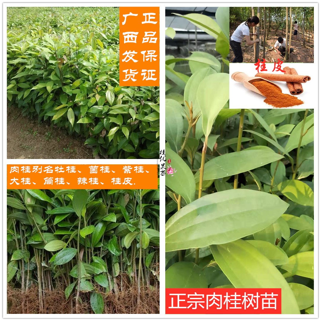 正宗广西桂皮药材香料种苗