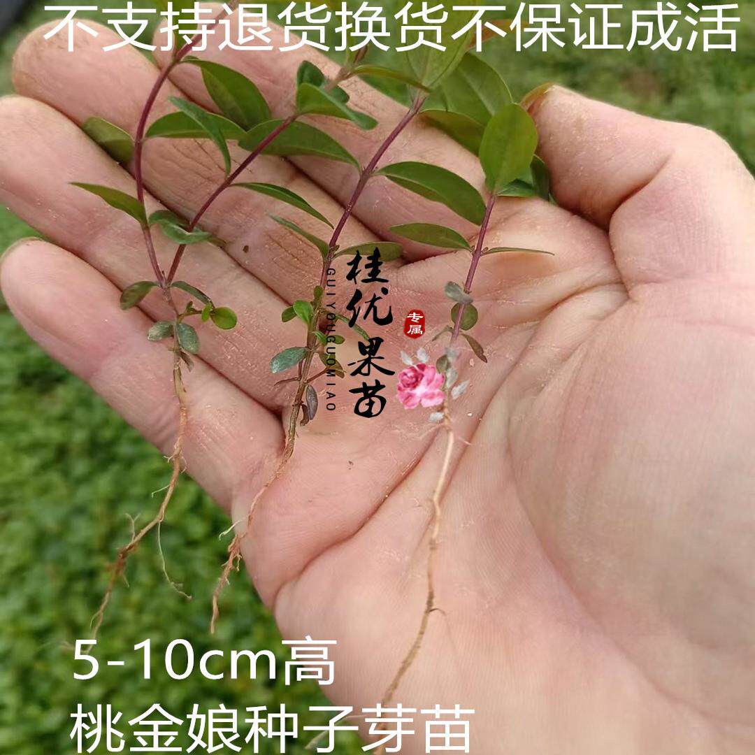 广西桃金娘山稔子岗稔果种子5-10cm幼苗奶苗芽苗裸根育苗种植树苗