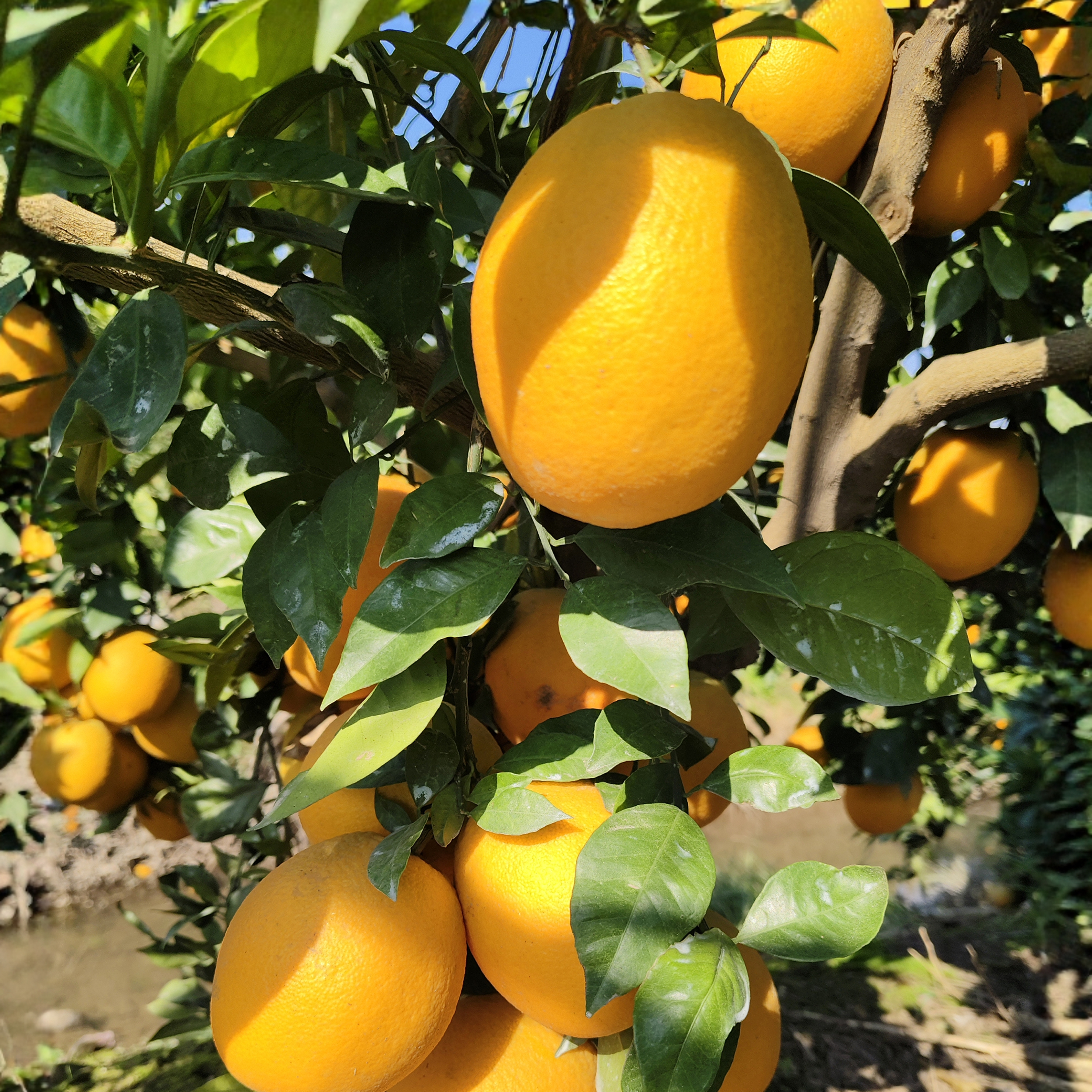 湖北纽荷尔脐橙9斤装现摘现发