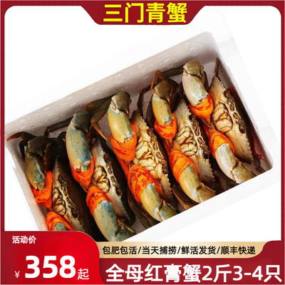 三门青蟹鲜活特大超大螃蟹水产鲜活海鲜母红膏蟹非黄油蟹红鲟2斤