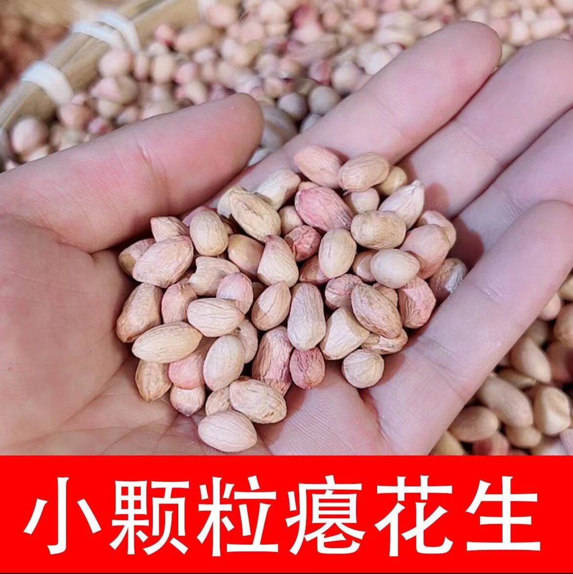 花生河南南阳小白沙瘪花生香甜图片