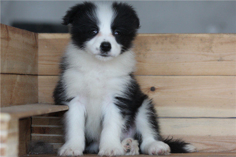 边牧幼犬纯种健康双血统边境牧羊狗狗