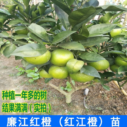 廉江红橙苗 红江橙苗 红心橙子苗 红橙嫁接树苗盆栽地栽都能结果