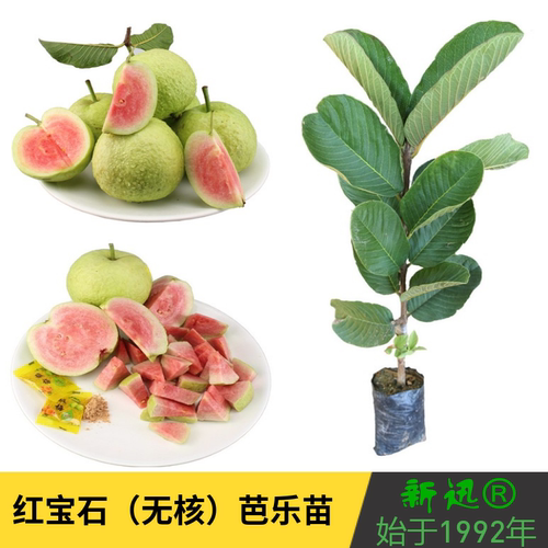 台湾无籽四季结果番石榴苗