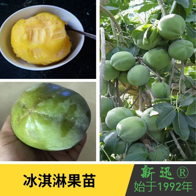 冰淇淋苗柿树香肉新迅容易管理
