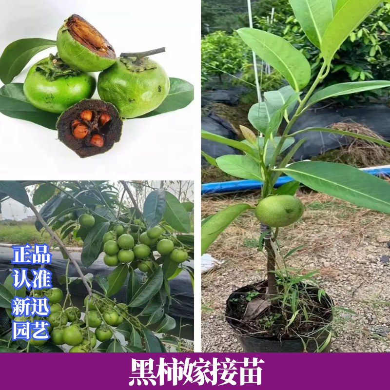 黑柿嫁接苗澳洲黑柿子苗巧克力布丁果苗四季开花结果庭院盆栽树苗