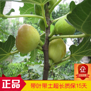 新良品无花果苗 波姬红无花果树苗 南北方盘栽种植当年结果