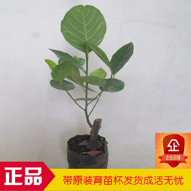 泰国红肉菠萝苗常有金包无胶粘珍珠菠萝蜜四季长孟尖榴莲菠萝蜜苗