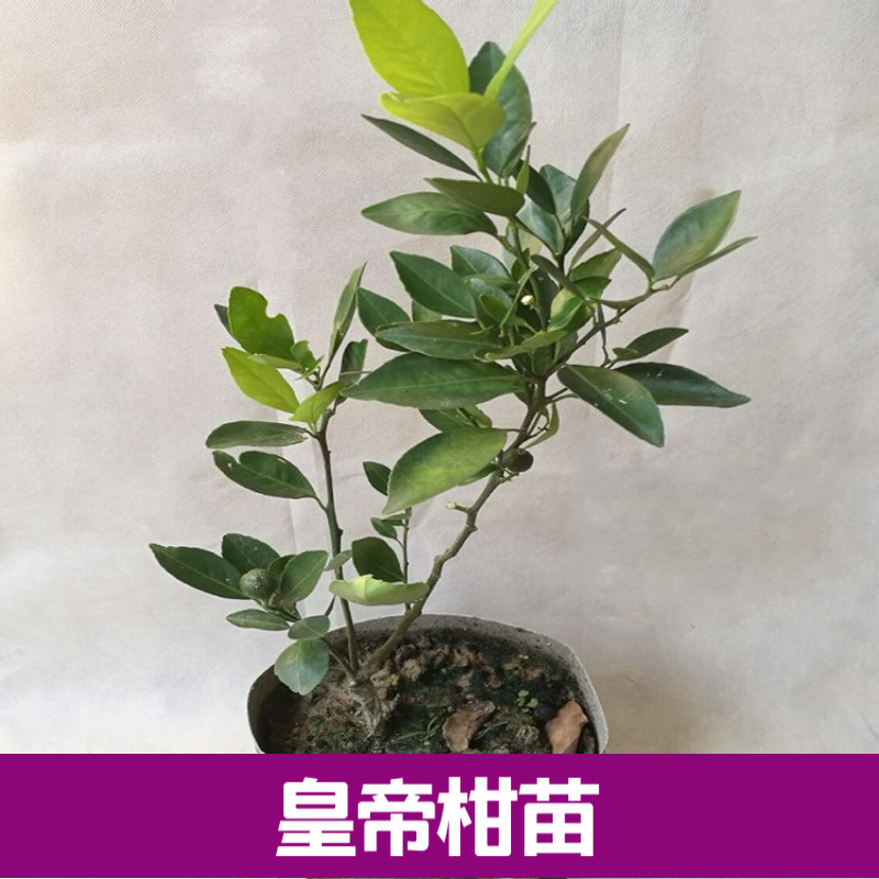 皇帝柑嫁接苗 皇帝柑树苗 贡柑地栽盆栽桔子树苗 耐寒柑橘果树苗