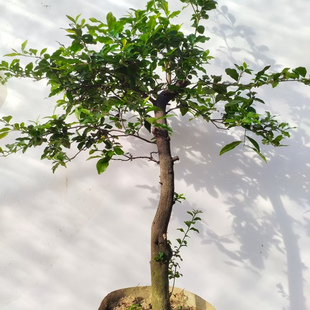 金弹子三年苗灌木金弹子树苗金蛋原生母粗度1公分高度1米