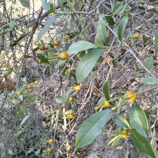 江西山栀子黄栀子树苗白色花黄栀子现挖现发盆景素材庭院绿化苗子