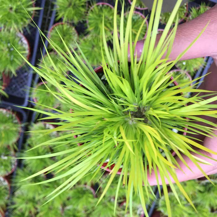 微型盆景黄金姬菖蒲 日本进口金钱虎须菖蒲 办公室盆栽 带盆发货