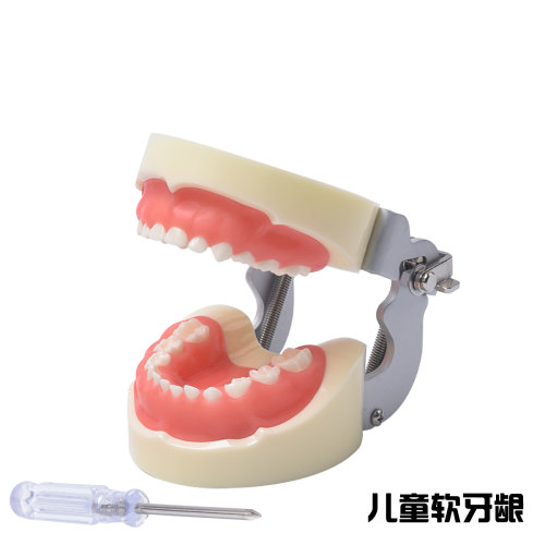 儿童牙模型24窝洞制备可拆卸
