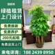 植物租赁办公室绿植租绿植植物盆栽绿植 深圳绿植租赁绿植租摆