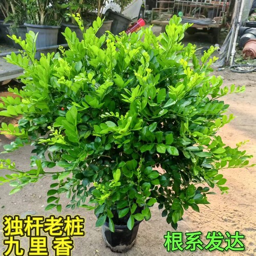 九里香老桩阳台庭院好养绿植