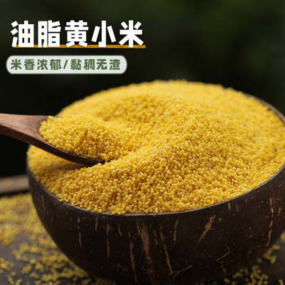 油脂丰富的农家小米口感清香