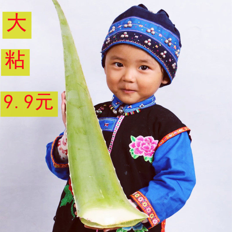 美国库拉索芦荟盆栽植物美容新鲜叶子可食用补水大叶片大苗灌肤用