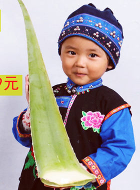 库拉索芦荟可食用补水大苗植物
