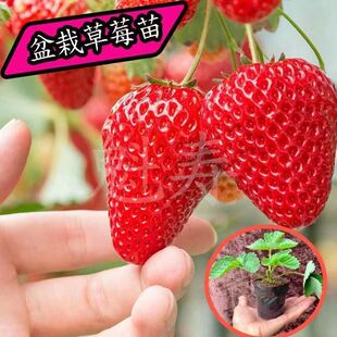 草莓栽秧秧苗苗带种植四季盆盆带土巨型特大苗子牛奶食用章姬红颜