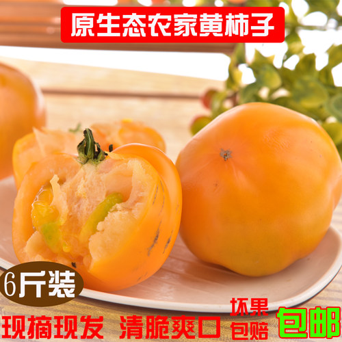 五原黄柿子现摘现发新鲜铁皮柿子