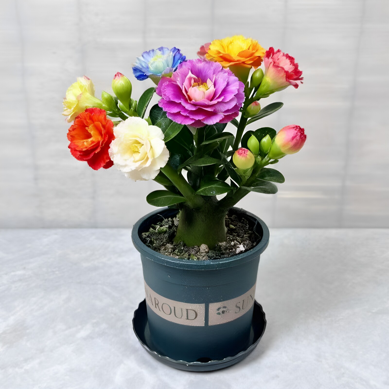 超新品一棵多色沙漠玫瑰花苗盆栽重瓣大花浓香花卉南北方好养植物