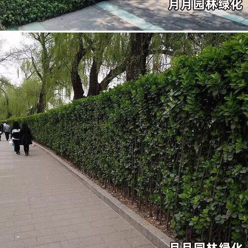 围墙篱笆植物树苗耐寒庭院冬青