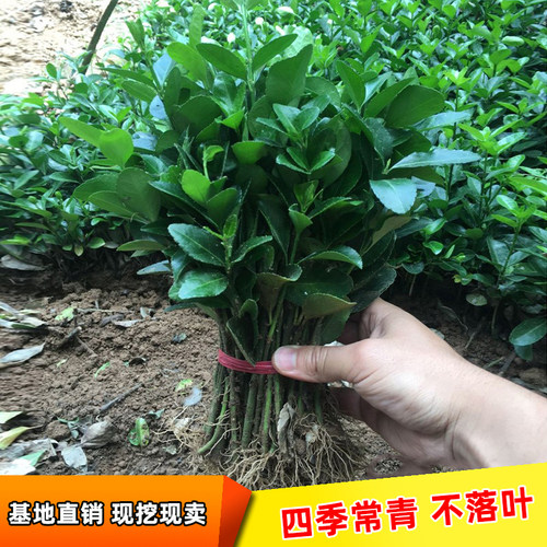 美千耀无四季常青生命力强冬青