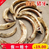 原牙超大超弯未清洗牙雕工艺男女款 獠牙 猪牙原料 工艺手镯原料