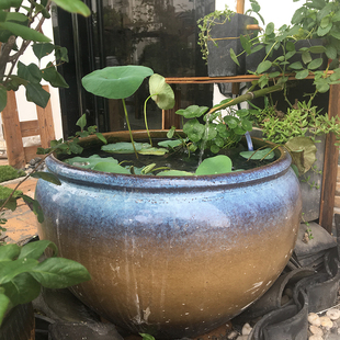 宝贝水缸造景植物的价格