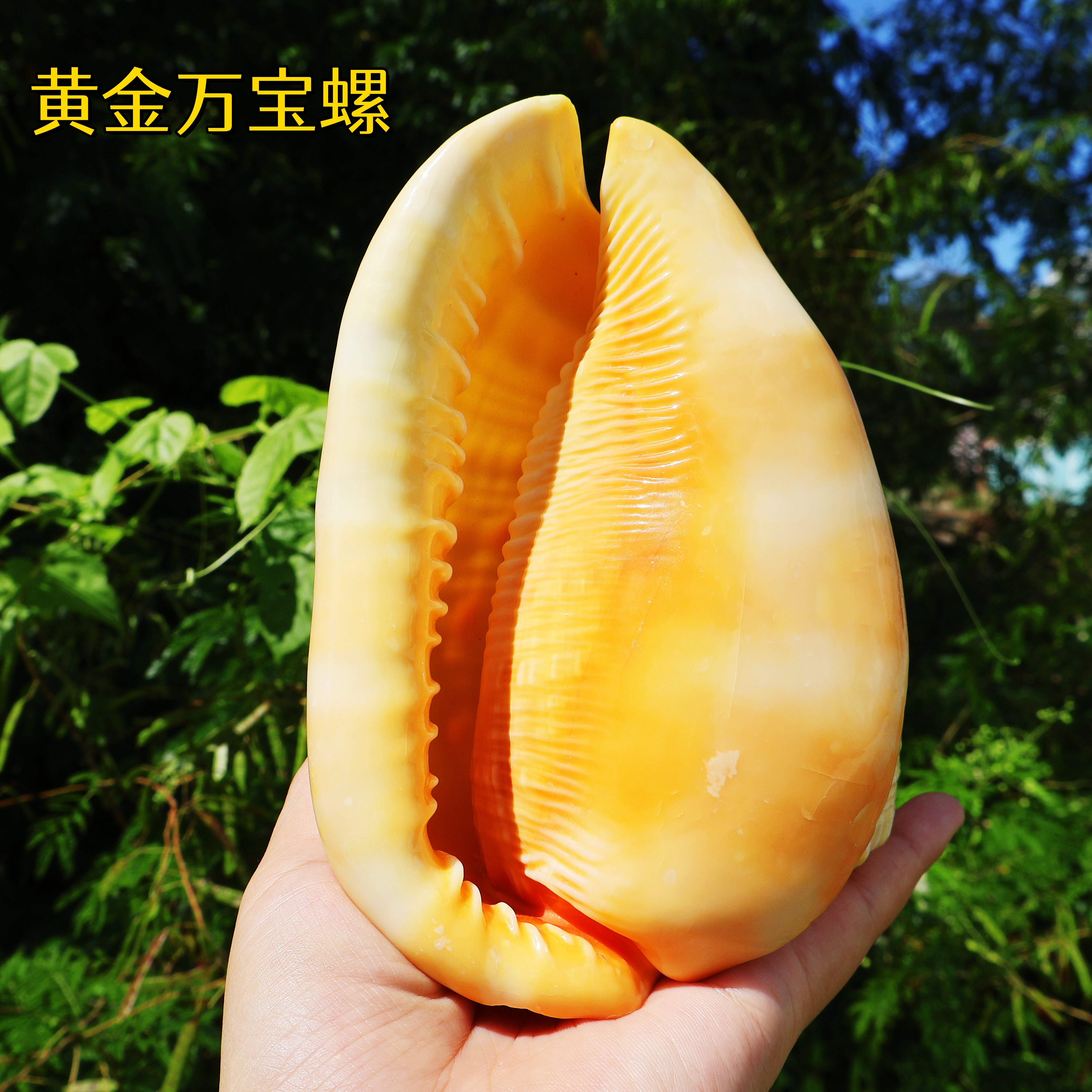 天然海螺贝壳四大名螺黄金万宝螺家居摆件装饰鱼缸造景收藏送礼品,家居饰品,海螺/贝壳/珊瑚,淘宝优惠券,粉丝福利购,淘宝优惠卷